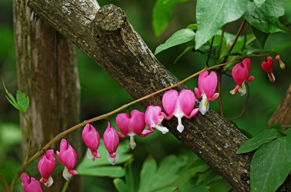 Bleeding Hearts By Arbor by Deb Oppermann